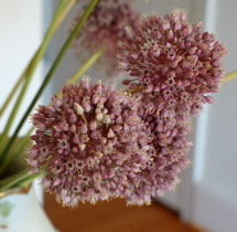  Weblog Food Onion Blossoms