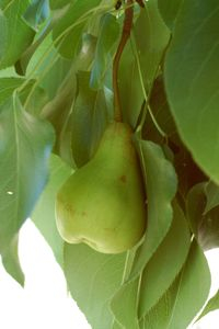 Vered Asianpear