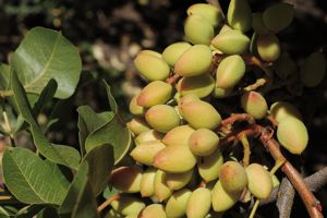 Vered Pistachio