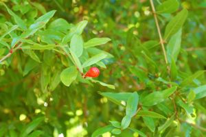 Vered Pomegranate