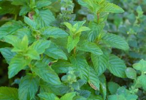 Vered Spearmint