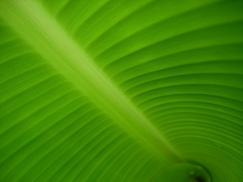 banana_leaf_rib