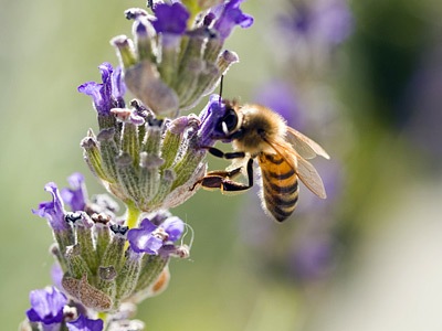 bee-lavender1.jpg