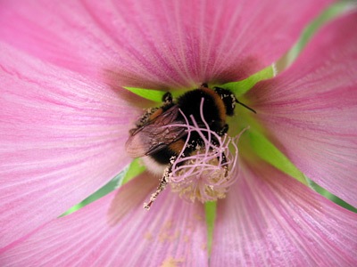 bee-pink1.jpg