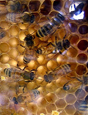 honeycomb1.jpg