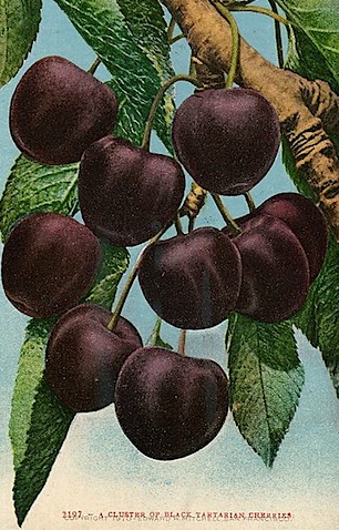 postcards_cherries_2.jpg