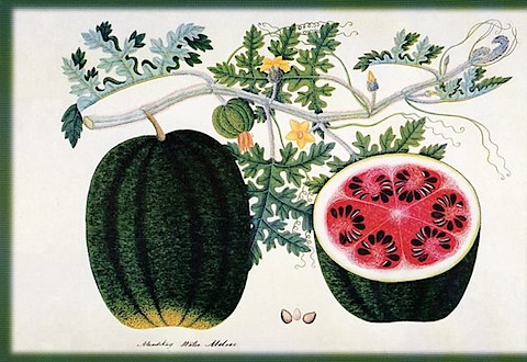 postcards_watermelon_2.jpg