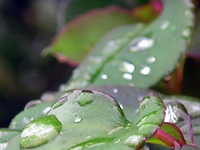 flow-leaf1.jpg